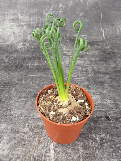 Albuca Spiralis 8,5 cm
